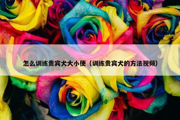 怎么训练贵宾犬大小便（训练贵宾犬的方法视频）