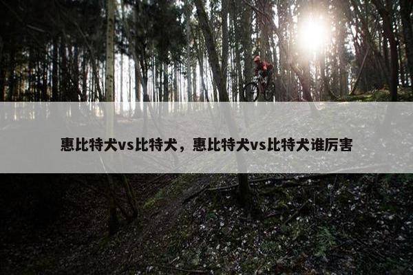惠比特犬vs比特犬,惠比特犬vs比特犬谁厉害