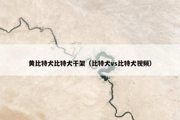 黄比特犬比特犬干架(比特犬vs比特犬视频)