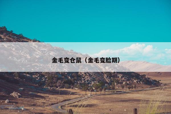金毛变仓鼠（金毛变脸期）