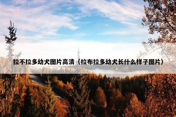 拉不拉多幼犬图片高清（拉布拉多幼犬长什么样子图片）