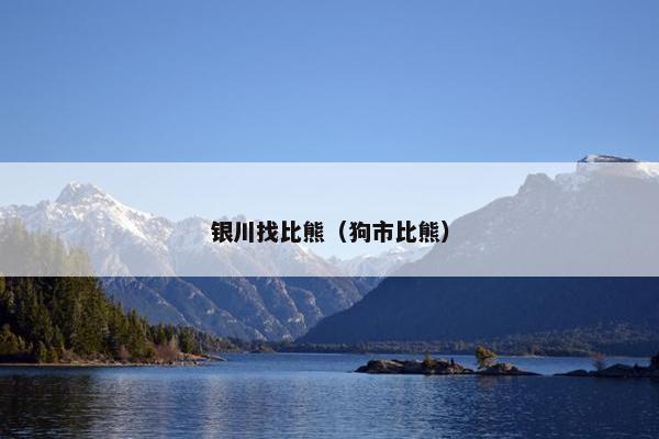 银川找比熊（狗市比熊）
