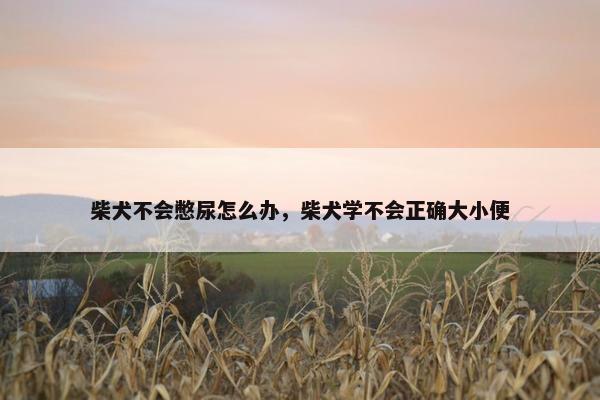 柴犬不会憋尿怎么办，柴犬学不会正确大小便