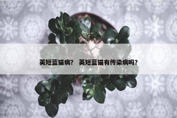 英短蓝猫病？ 英短蓝猫有传染病吗？