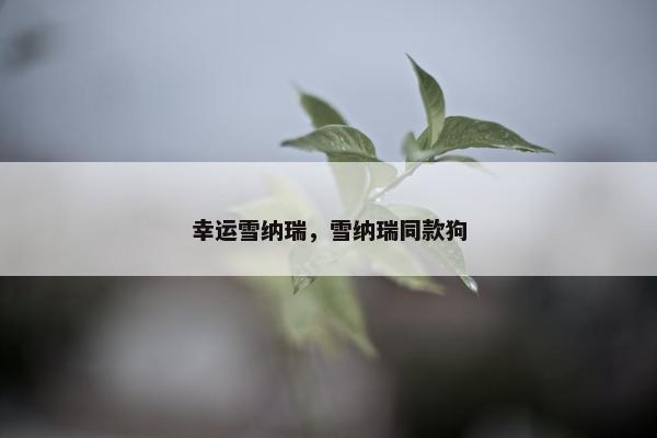 幸运雪纳瑞,雪纳瑞同款狗