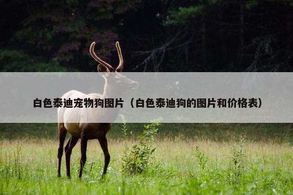 白色泰迪宠物狗图片(白色泰迪狗的图片和价格表)