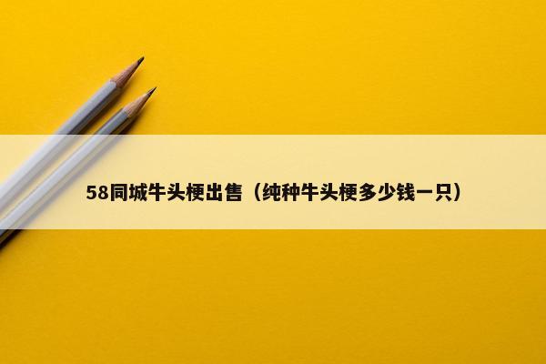 58同城牛头梗出售（纯种牛头梗多少钱一只）