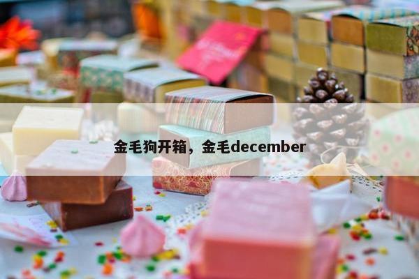 金毛狗开箱，金毛december