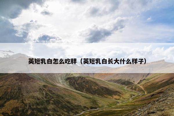 英短的