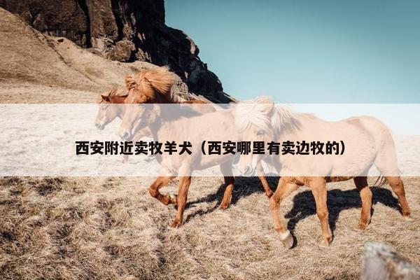 西安附近卖牧羊犬（西安哪里有卖边牧的）