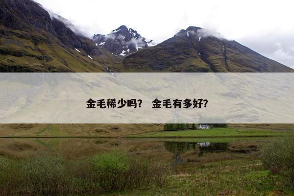 金毛稀少吗？ 金毛有多好？