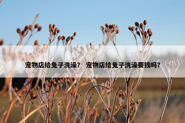 宠物店给兔子洗澡？ 宠物店给兔子洗澡要钱吗？