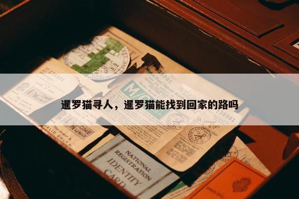 暹罗猫寻人，暹罗猫能找到回家的路吗