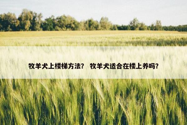 牧羊犬上楼梯方法? 牧羊犬适合在楼上养吗?