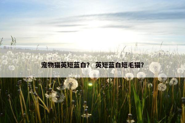 宠物猫英短蓝白？ 英短蓝白短毛猫？