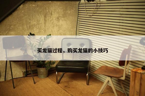 买龙猫过程，购买龙猫的小技巧