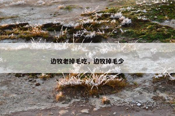 边牧老掉毛吃，边牧掉毛少