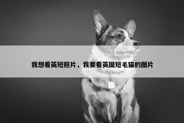 我想看英短照片，我要看英国短毛猫的图片