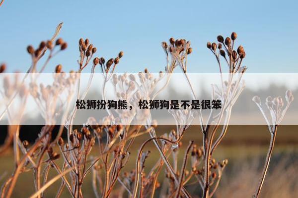 松狮扮狗熊，松狮狗是不是很笨