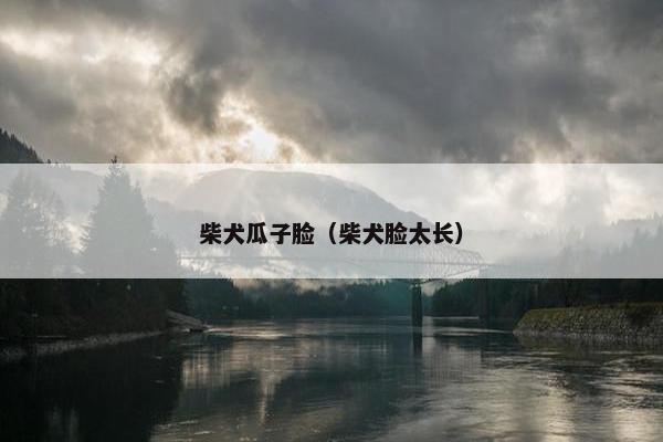 柴犬瓜子脸（柴犬脸太长）