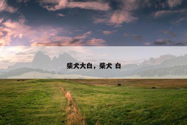 柴犬大白，柴犬 白