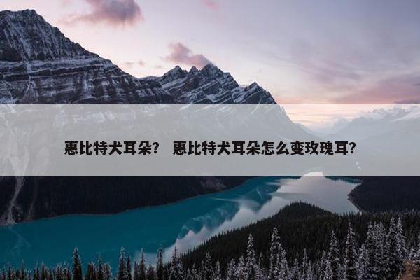比特犬 第9页