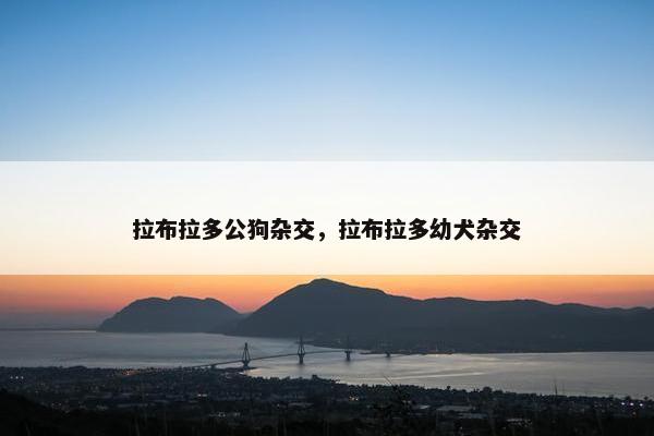 拉布拉多公狗杂交，拉布拉多幼犬杂交