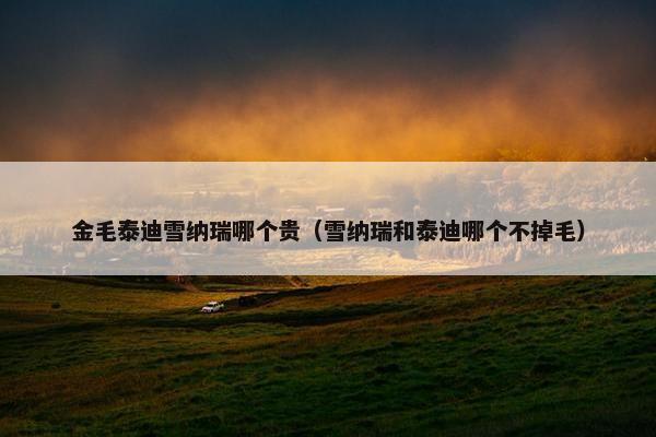 金毛泰迪雪纳瑞哪个贵（雪纳瑞和泰迪哪个不掉毛）