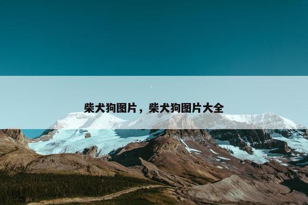 柴犬狗图片,柴犬狗图片大全