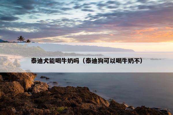 泰迪犬能喝牛奶吗（泰迪狗可以喝牛奶不）