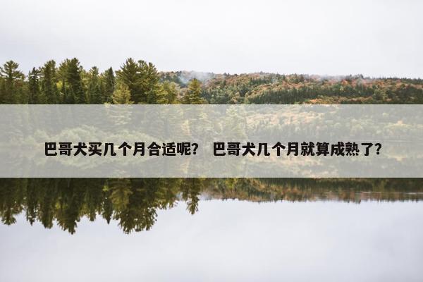 巴哥犬买几个月合适呢? 巴哥犬几个月就算成熟了?