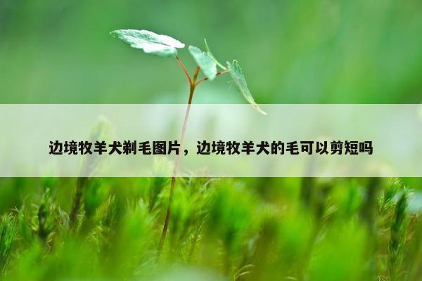 边境牧羊犬剃毛图片，边境牧羊犬的毛可以剪短吗
