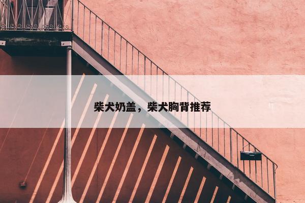 柴犬奶盖,柴犬胸背推荐