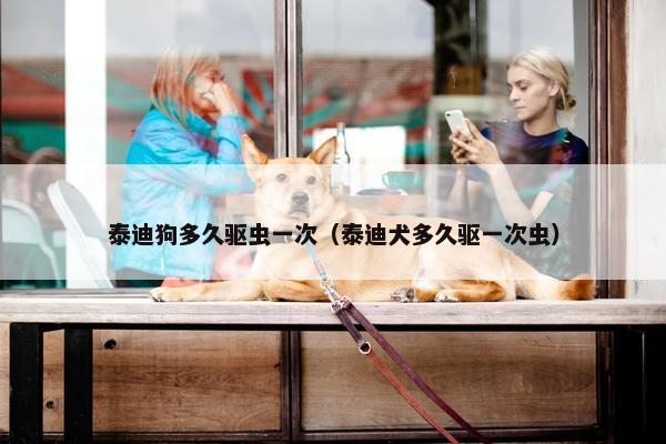 泰迪狗多久驱虫一次（泰迪犬多久驱一次虫）