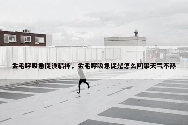 金毛呼吸急促没精神，金毛呼吸急促是怎么回事天气不热