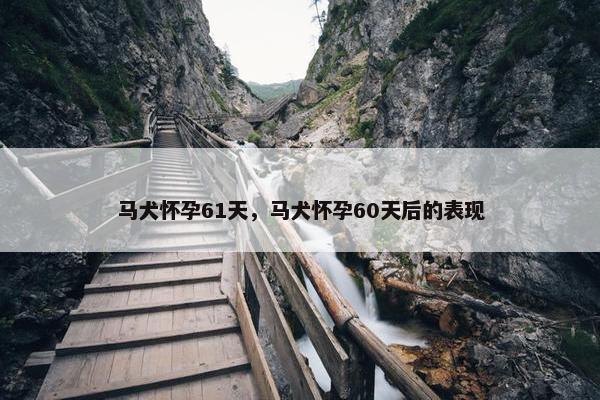马犬怀孕61天，马犬怀孕60天后的表现