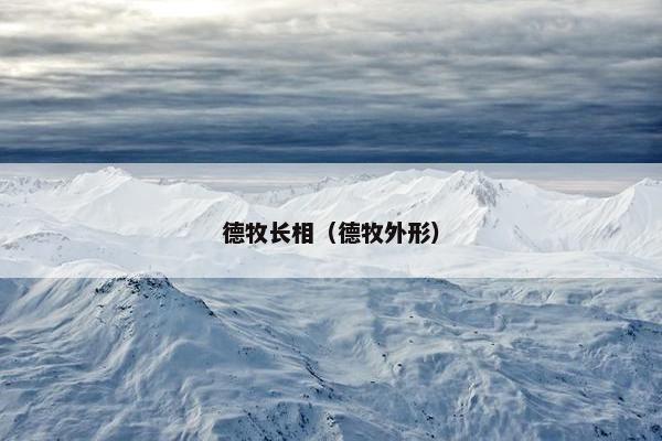 德牧长相（德牧外形）