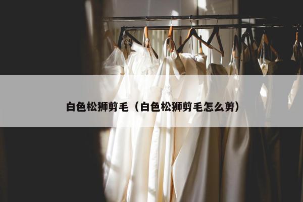白色松狮剪毛（白色松狮剪毛怎么剪）