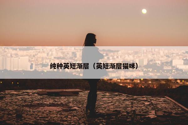 纯种英短渐层（英短渐层猫咪）