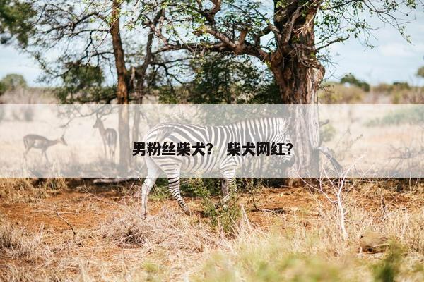 男粉丝柴犬? 柴犬网红?