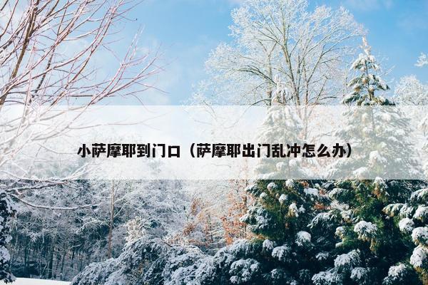 小萨摩耶到门口（萨摩耶出门乱冲怎么办）