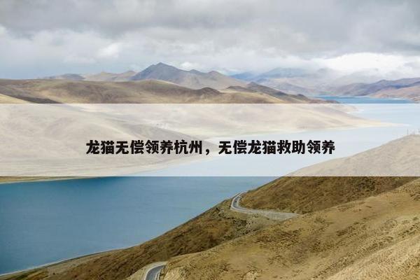 龙猫无偿领养杭州,无偿龙猫救助领养
