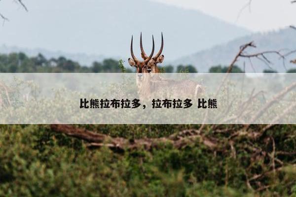 比熊拉布拉多，拉布拉多 比熊
