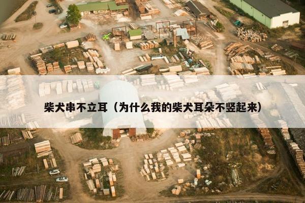 柴犬串不立耳（为什么我的柴犬耳朵不竖起来）