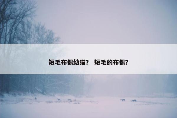 短毛布偶幼猫? 短毛的布偶?