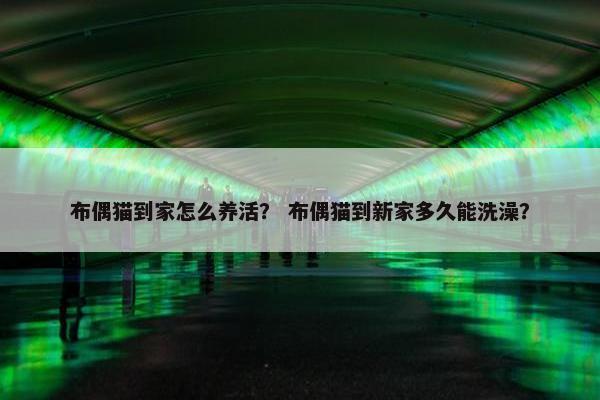 布偶猫到家怎么养活? 布偶猫到新家多久能洗澡?