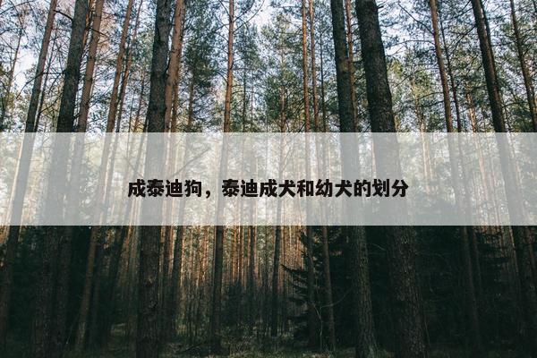 成泰迪狗，泰迪成犬和幼犬的划分