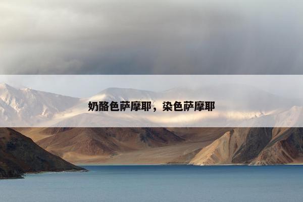 奶酪色萨摩耶，染色萨摩耶