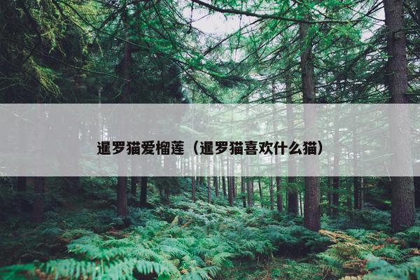 暹罗 第7页