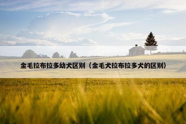 金毛拉布拉多幼犬区别（金毛犬拉布拉多犬的区别）